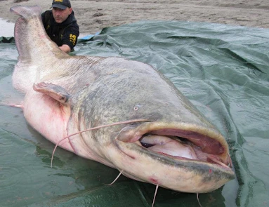 Những thủy quái khủng bị con người chinh phục (21)