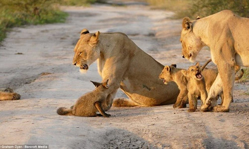 Cáo con dũng cảm bị đàn sư tử quây