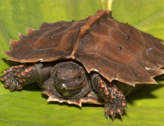 Rùa VN lọt Top các loại rùa dị nhất thế giới