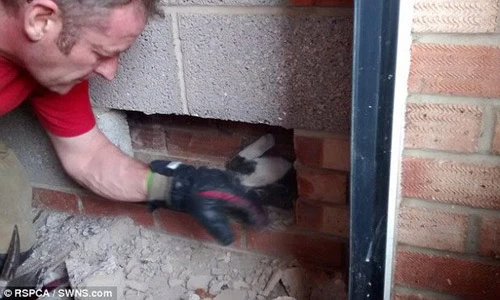 Phi vụ giải cứu mèo đáng thương mắc kẹt trong tường