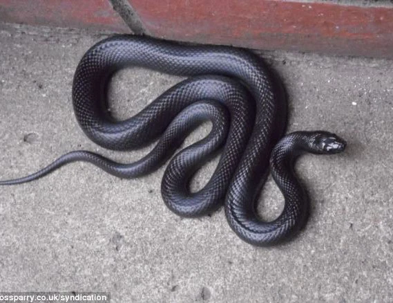 Giây phút kinh hoàng khi “thần chết” xuất hiện