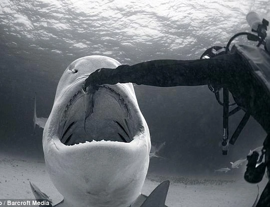 Khiếp đảm thợ lặn cho cá mập ăn bằng tay không