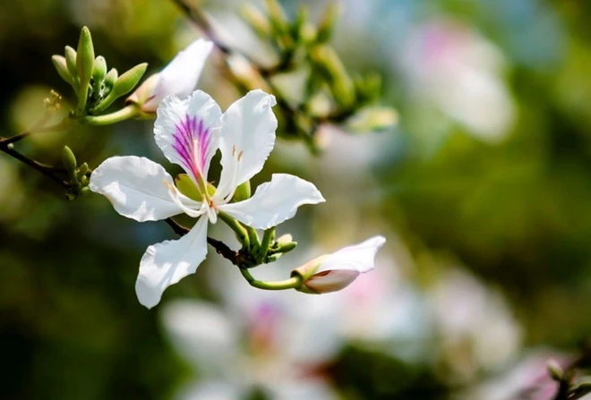 Những loài hoa biểu tượng ở các địa phương