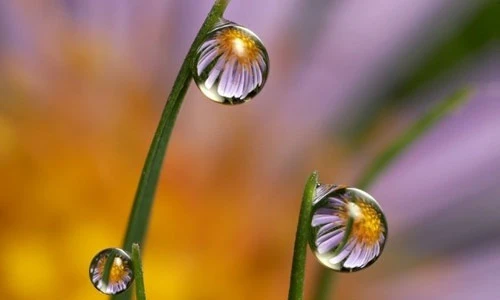 Ngắm những bức ảnh giọt nước đẹp khó tin