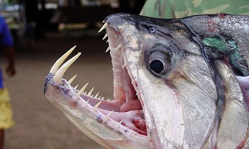 Điểm danh những quái vật khủng khiếp vùng Amazon