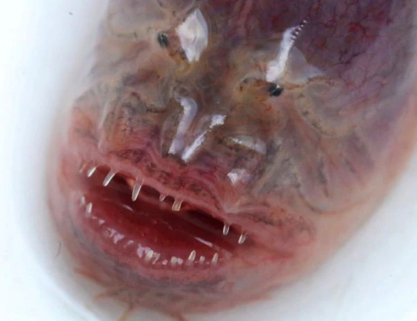 Lươn tím "ngoài hành tinh" vừa được phát hiện