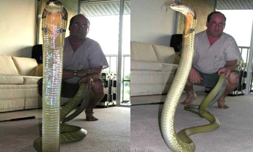 Điểm mặt những con hổ mang chúa khổng lồ trên thế giới