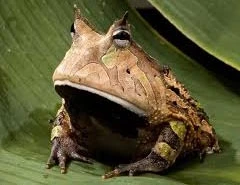 Tận mục loài ếch hình vuông, ăn thịt đồng loại