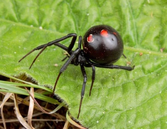 10 điều lầm tưởng kỳ lạ về loài nhện
