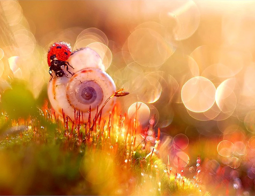 Ngắm những hình ảnh macro đẹp đến ma mị