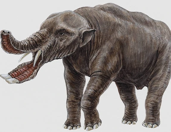 Tò mò với loài động vật có miệng như cái ...xẻng