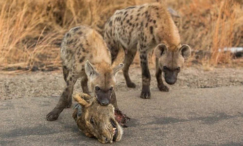 Sư tử và linh cẩu đại chiến, ai giành chiến thắng?