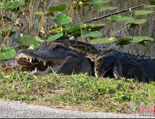 Quái vật nào thắng trong cuộc chiến cá sấu và trăn?