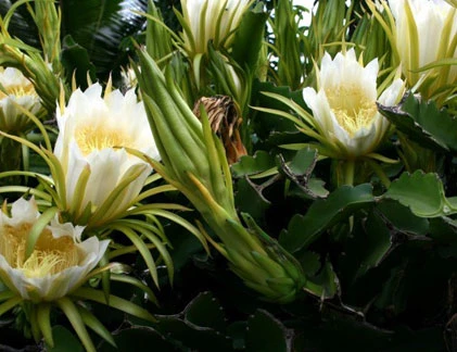 Điểm mặt những loài cây cả "thế kỷ" mới ra hoa