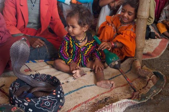 Bí ẩn bộ tộc thôi miên rắn hổ mang để ôm ấp