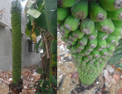 Nóng: Kỳ lạ cây chuối "khủng"... 180 nải ở Bình Định