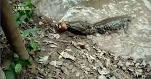 Đòn tấn công làm tê liệt cá sấu của cá chình điện