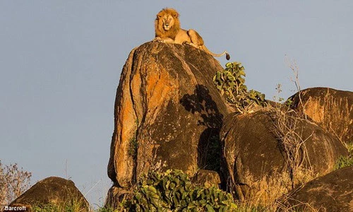 Thích thú hình ảnh “vua sư tử Disney” hùng dũng trên đỉnh núi