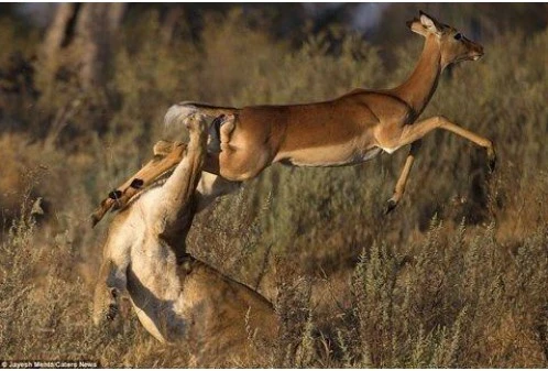Cú nhảy thần kỳ giúp linh dương thoát nanh vuốt sư tử trong nháy mắt