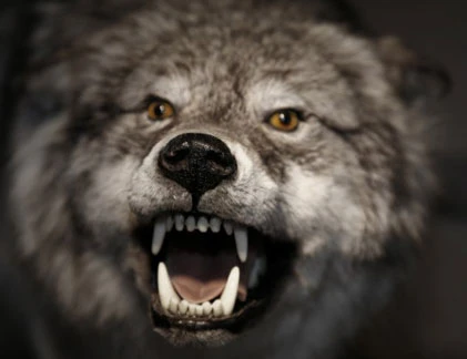 Sự ma quái ở vùng rừng thẳm Amazon