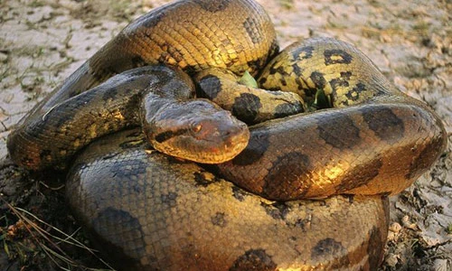 Zoom trăn quái vật khổng lồ ăn thịt hà mã