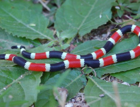 Những động vật nhỏ bé giết người trong chớp mắt