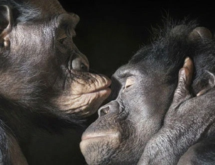 Những thú vui “bệnh hoạn” của thế giới động vật