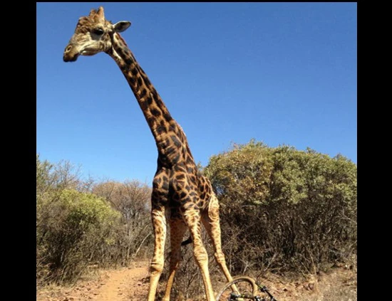 Tạo dáng chụp ảnh, hươu cao cổ "nóng mắt" đập nát xe