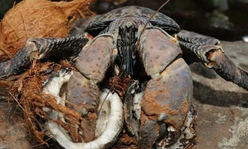 Loài cua khổng lồ quái vật, bổ được dừa, ăn được rùa