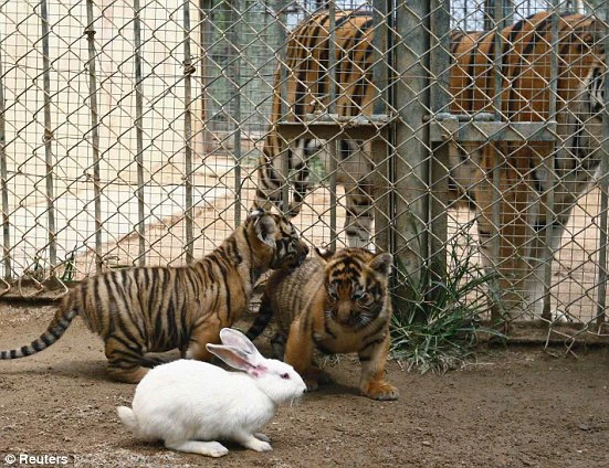 Lạ lùng con thỏ thu phục được cả hổ, báo