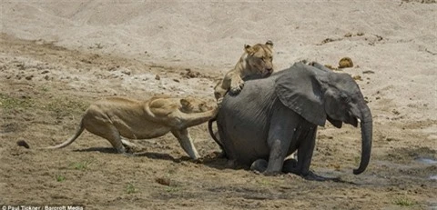 Hai con sư tử đói quỷ quyệt khiến voi mất mạng nhanh chóng