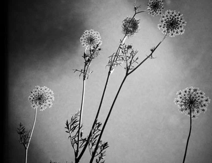  Sửng sốt với ảnh long lanh chụp bằng iPhone