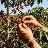 Có chăng nhiều người vẫn không biết cà phê Việt đứng top thế giới?