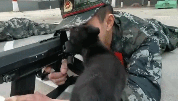 Thậm chí liếm mặt xạ thủ trong khi người lính này đang toàn tâm toàn ý giữ đầu ruồi đúng mục tiêu. Nguồn ảnh: QQ.