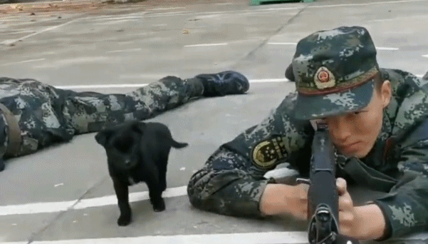 Những chú chó này có vẻ đã quá quen với việc binh lính học bắn súng, chúng thậm chí còn sẵn sàng lăn ra ngủ trên người xạ thủ một cách ngon lành. Nguồn ảnh: QQ.