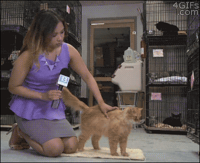 Chúng không quan tâm đến chuyện mình có đang lên sóng trực tiếp hay không.