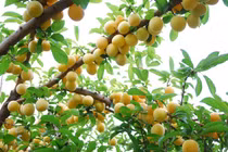 Mơ rừng miền núi phía Bắc hút khách với hương vị đặc trưng