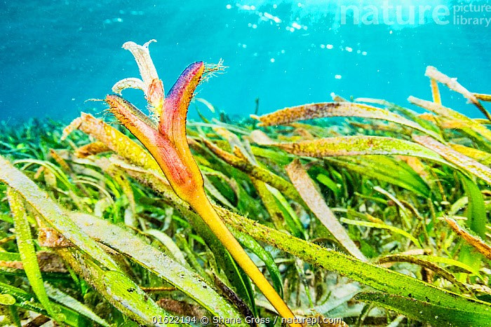 Cỏ biển (tên tiếng Anh: Seagrasses) là loài thực vật có hoa duy nhất sống trong môi trường đáy biển. Hoa của chúng đã tiến hóa để thích nghi, thực hiện các chức năng như của bất kỳ loài hoa nào sống trên cạn. Ảnh: @naturepl. 1-8183.jpg