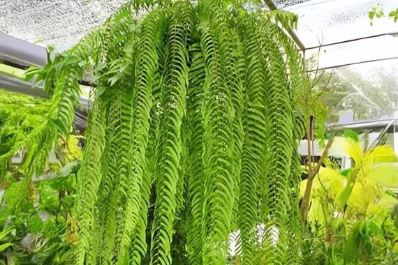 Bộ 3 cây cảnh như thác nước xanh dịu mát, hút tài, giữ lộc