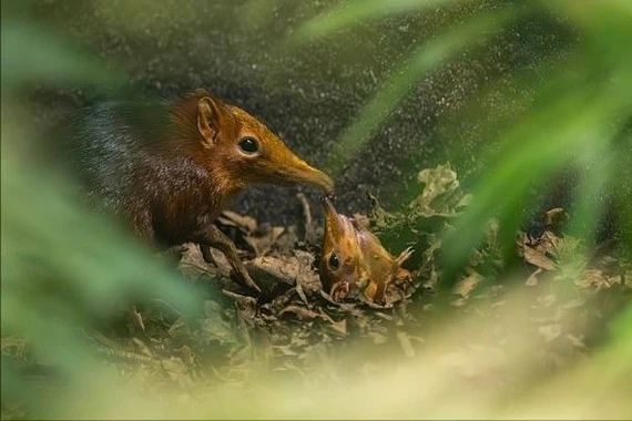 Chuột chù voi quý hiếm lần đầu tiên chào đời ở Anh