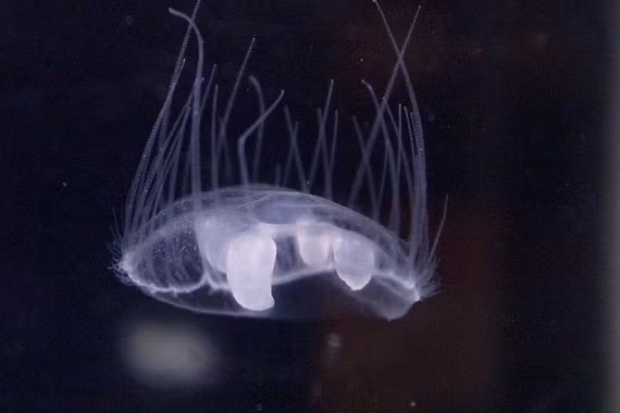 Sứa 'tàng hình' giữa hồ nước ngọt, 'kỳ quan sinh học' xuất hiện rồi biến mất 