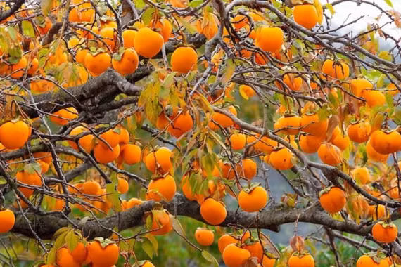 Trồng 5 cây 'thiên thần hộ mệnh' trong sân, gia đình thịnh vượng