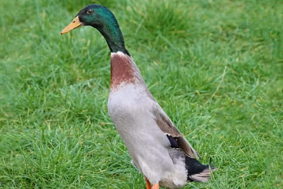 Giống gia cầm đứng thẳng như chim cánh cụt, đẻ trứng nhiều không tưởng