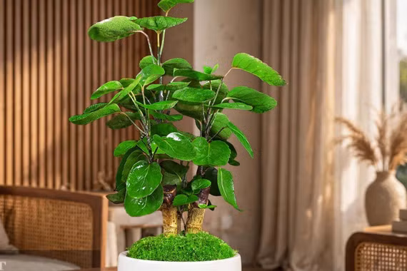 3 cây cảnh trồng trong nhà giữ gìn vận may, tài lộc cho đời sau