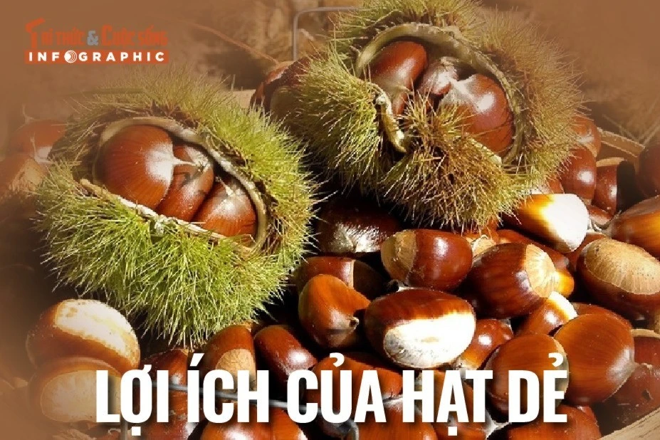 [INFOGRAPHIC] Lợi ích của hạt dẻ
