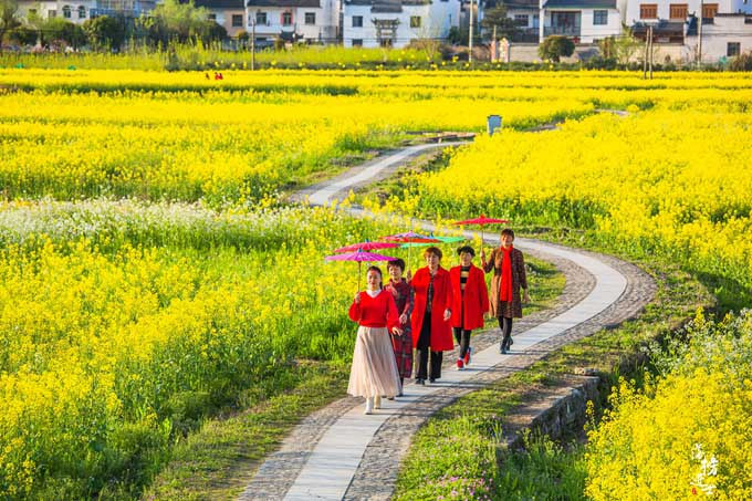 Vào mùa xuân, hoa cải vàng nở rộ khắp nơi, từng con đường nhỏ uốn lượn phủ đầy hoa cải, đâu đâu cũng thấy một màu vàng ươm.