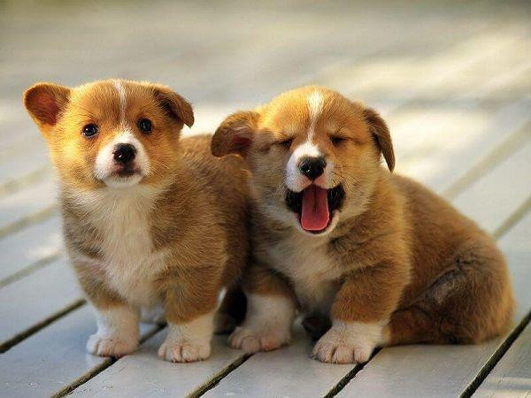Vật nuôi trong nhà lớn nhanh sinh sôi. Một trong những dấu hiệu cho thấy ngôi nhà của bạn may mắn là vật nuôi trong nhà sinh con đẻ cái.