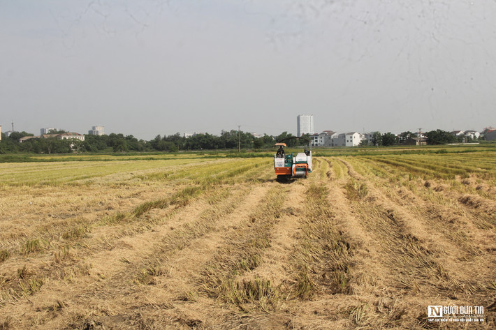 Những ngày này người dân xứ Nghệ đang tích cực thu hoạch vụ xuân cho kịp thời vụ. Tranh thủ thời điểm này, nhiều người gom rơm bất chấp cái nắng 40 độ C ra đồng gom "hàng" trước khi trời mưa xuống.