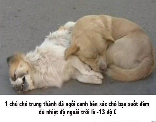 Bức ảnh cảm động về một chú chó nằm canh xác bạn trên đường phố Trung Quốc đang được chia sẻ trên nhiều diễn đàn, trang mạng giải trí Việt. Hàng nghìn người không thể kìm nổi những giọt nước mắt, khi xem hình ảnh chú chó nhỏ tội nghiệp không muốn rời xa người bạn đã chết của mình.