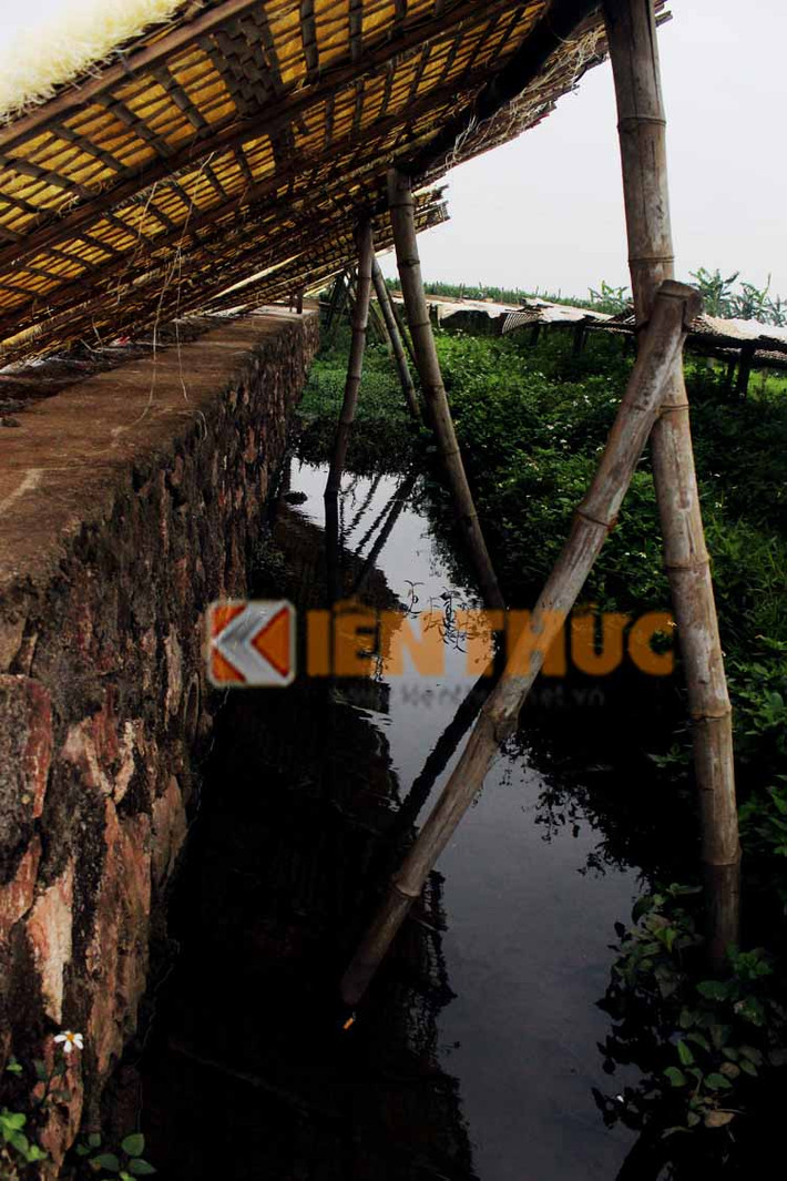 Nhiều người dân xã Dương Liễu đã tận dụng mọi nơi để có được chỗ phơi miến mà không cần quan tâm đến vệ sinh an toàn thực phẩm.